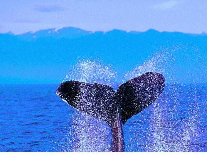 Humpback Whale - diverse poze