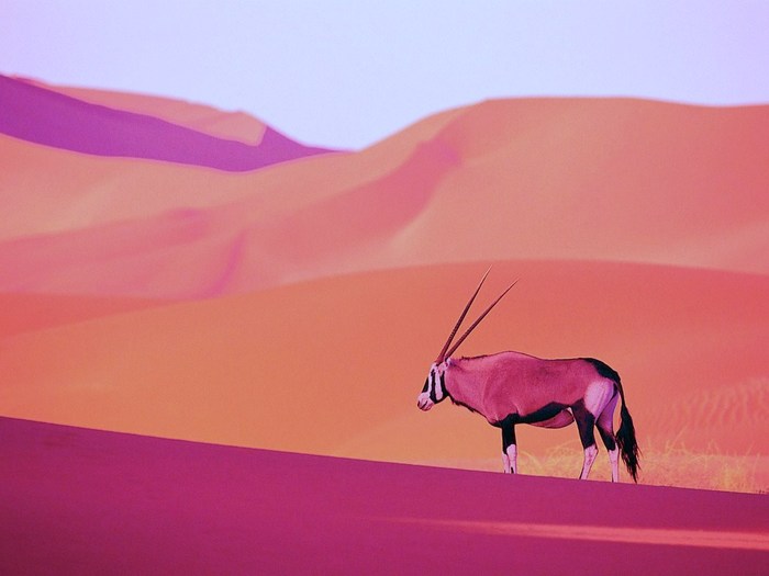 Oryx Antelope - diverse poze