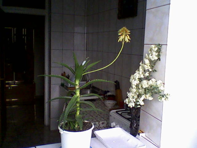 aloe arborescens inflorit - Suculente