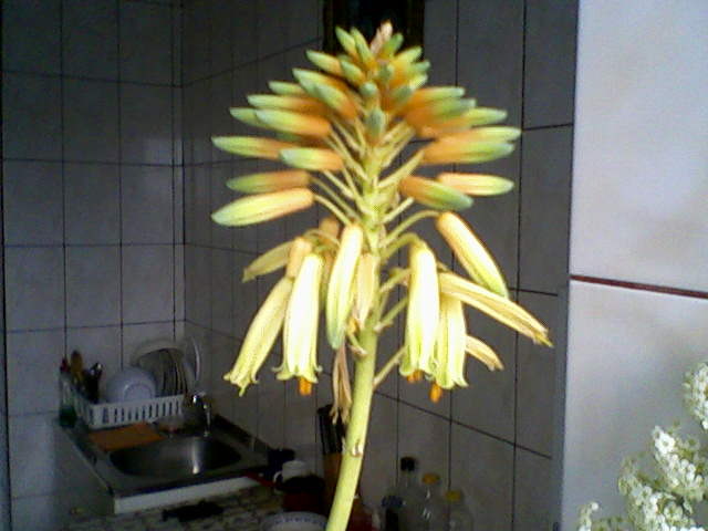 floare de aloe arborescens - Suculente