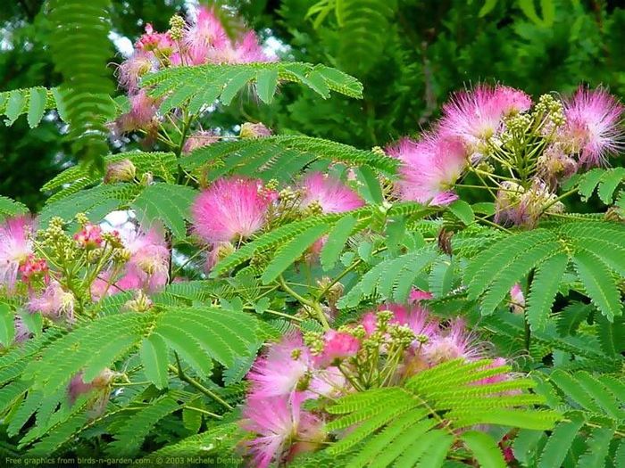 5 Albitia mimosa - Gradina mea