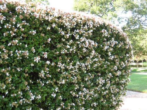 Abelia