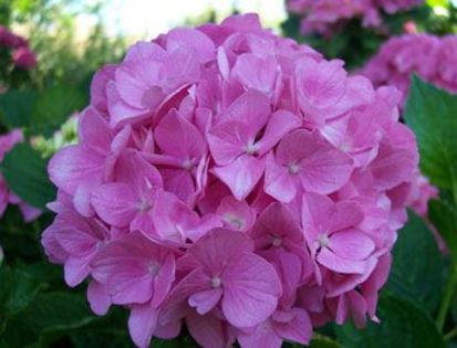 Hortensia_2