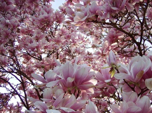 Magnolia - Gradina mea