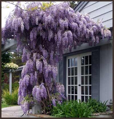 Wisteria- glicina - Gradina mea