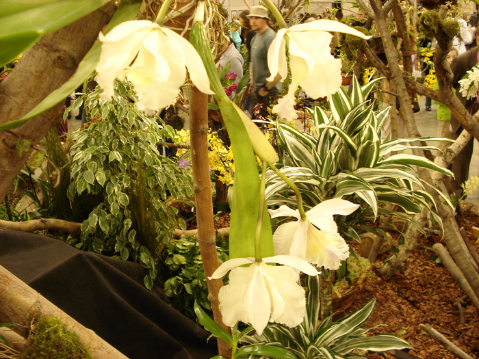 DSC06350 - Expo Orhidee 2010 Budapesta