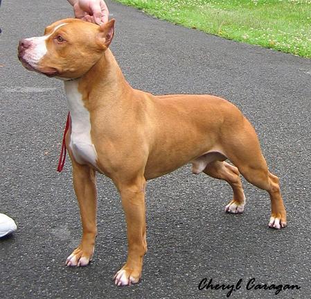 american pit bull terrier1 - pitbull