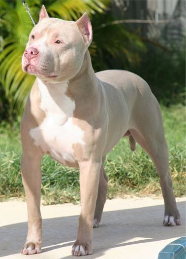 American Pit Bull Terriers3 - pitbull