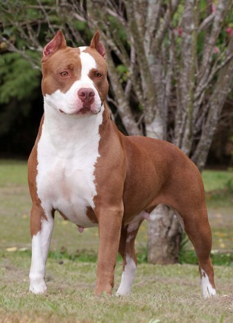 american_pit_bull_terrier_sm2