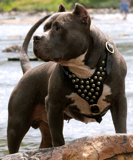 American-Pit-bull-Terrier-dog-harness-best-photo_LRG - pitbull