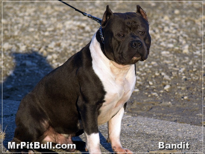 Black-Nose-Razors-Edge-Pitbull - pitbull