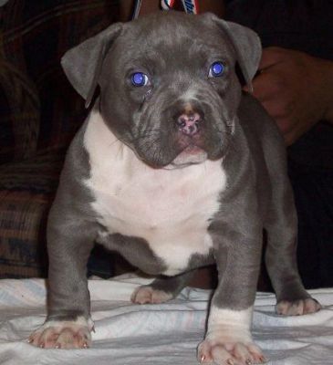 blue pit bull,blue pitbull puppies 039