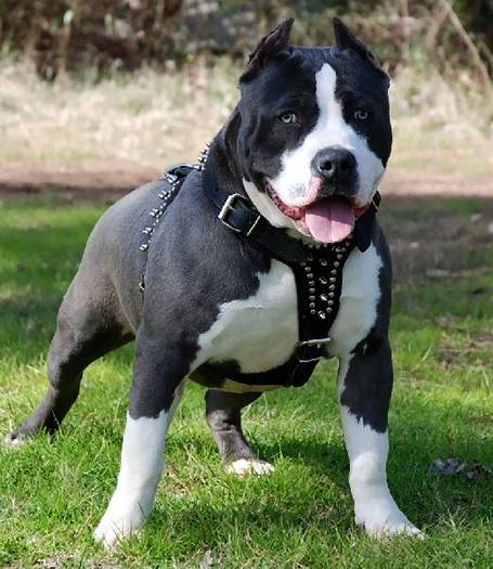 chuck3_pitbull - pitbull