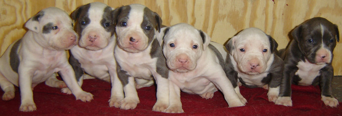 pit_bull_puppy - pitbull