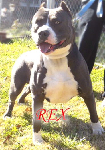 rex_blue_pitbull_muscle_dog23 - pitbull