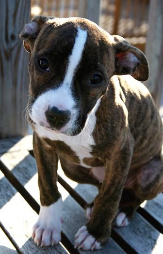 sydney_pitbull15.jpg_w450 - pitbull