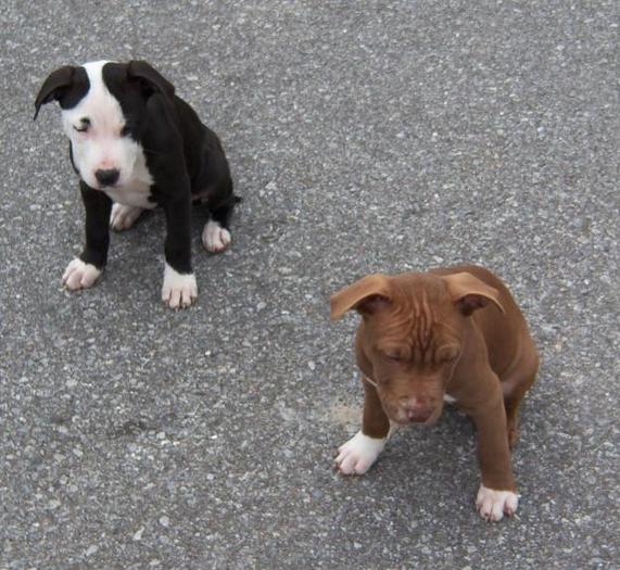 68761711_5-ADBA-Registered-American-Pitbull-Terrier-Florida - pitbull