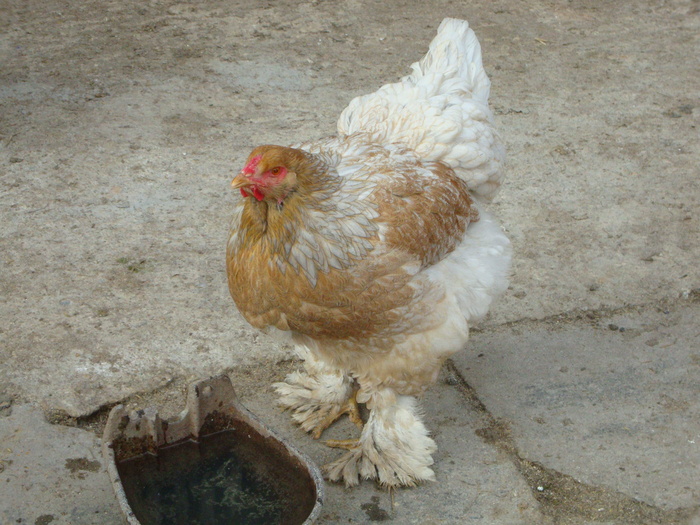 DSC03319 - Brahma 2009 - 2011