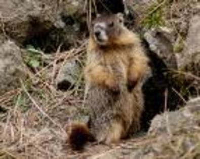 Marmota-flaviventris - concurs animal 1