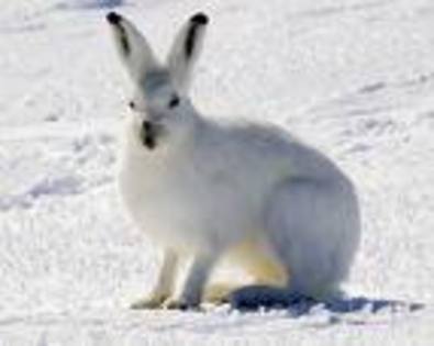 Lepus-arcticus - concurs animal 2