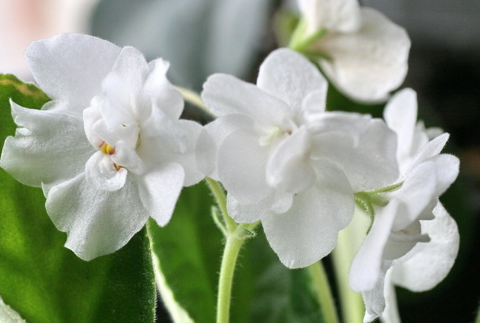 11780326_SKUXOZERT[1]