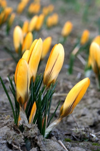 EXOREUNZZSBQUOMTHSA[1]