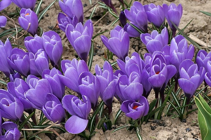 FCFJFZEKOEJDXLQHSNE[1]