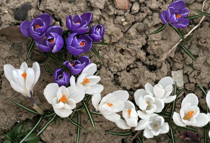 HSWYYXKZHYTFOLJLCUS[1]