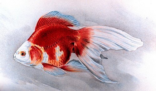 XSJSKTJQRONORNVDAHA[1]