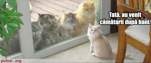 poze-amuzante-pisica-are-probleme-cu-camatarii - poze cu pisici