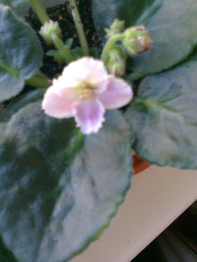 violeta 4 - Florile mele