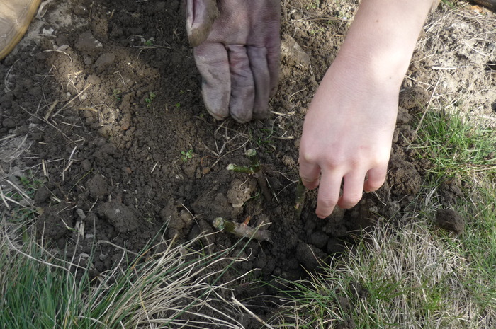 butas  trandafir plantat martie 2010 - Butaseii de trandafir in martie 2010