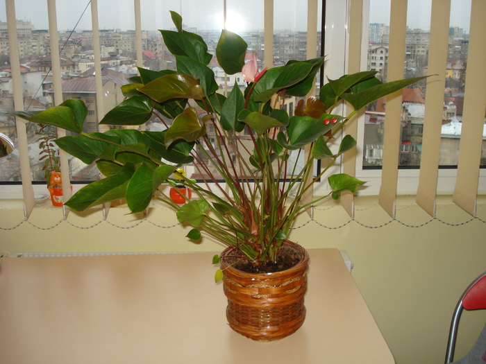 ANTHURIUM ROZ