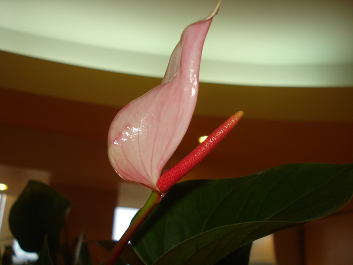 ANTHURIUM ROZ