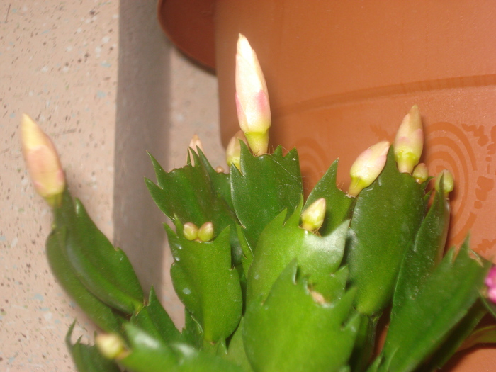 schlumbergera alba - noi achizitii 2010