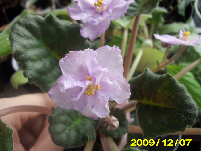 Picture 008