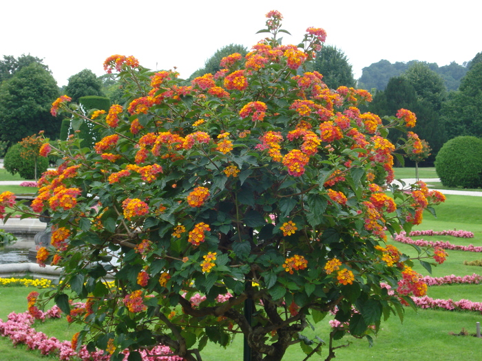 Lantana camara (2009, June 27); Viena.
