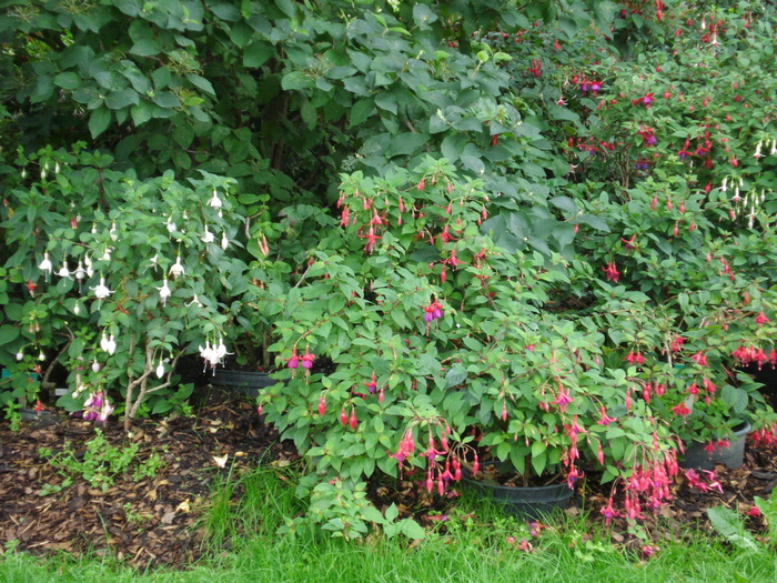 Fuchsia (2009, June 27) - Flori Gradini Parcuri