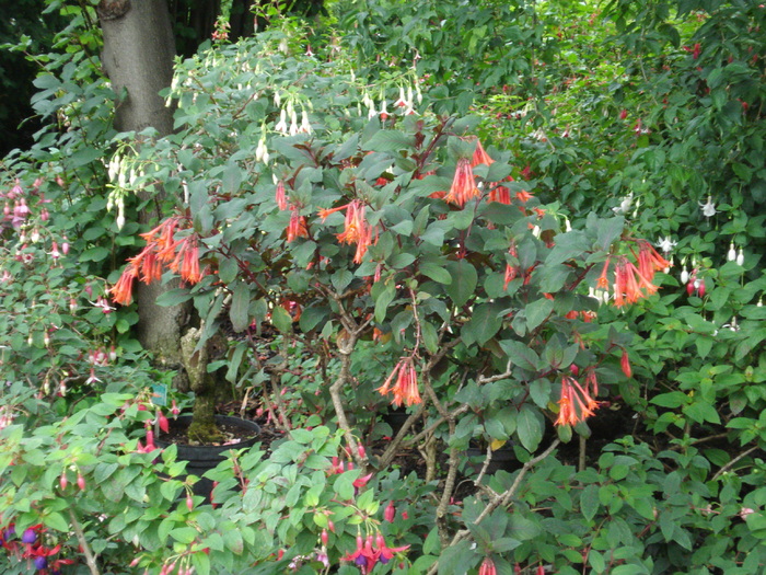 Fuchsia (2009, June 27) - Flori Gradini Parcuri