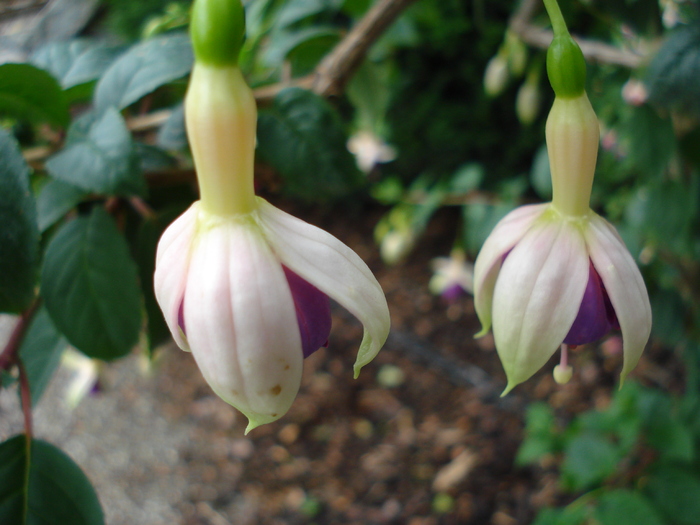 Fuchsia (2009, June 27) - Flori Gradini Parcuri