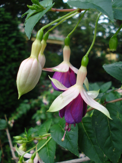 Fuchsia (2009, June 27) - Flori Gradini Parcuri