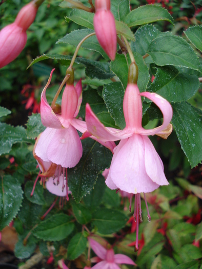 Fuchsia (2009, June 27) - Flori Gradini Parcuri