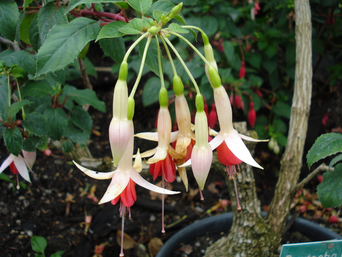 Fuchsia (2009, June 27) - Flori Gradini Parcuri