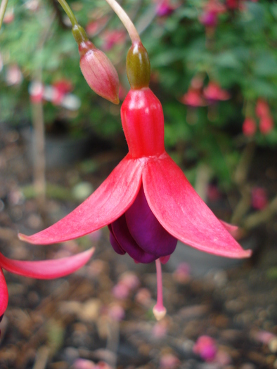 Fuchsia (2009, June 27) - Flori Gradini Parcuri