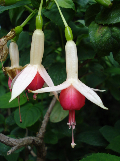 Fuchsia (2009, June 27) - Flori Gradini Parcuri