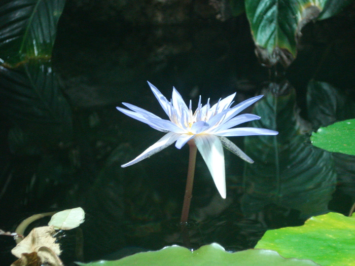 Waterlily_Nymphea_Nufar (2009, June 27); Viena.
