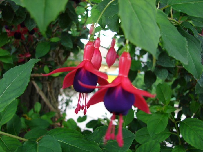 Fuchsia (2009, June 27); Viena.
