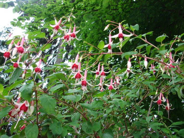 Fuchsia (2009, June 27); Viena.
