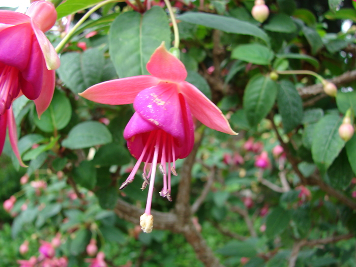 Fuchsia (2009, June 27) - Flori Gradini Parcuri