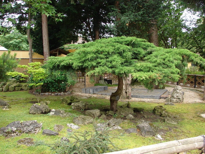 Japanese Garden (2009, June 27) - Flori Gradini Parcuri